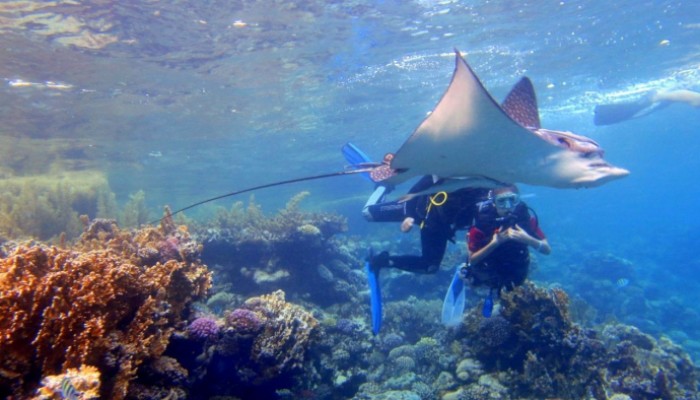 RAS MOHAMED NATIONAL PARK